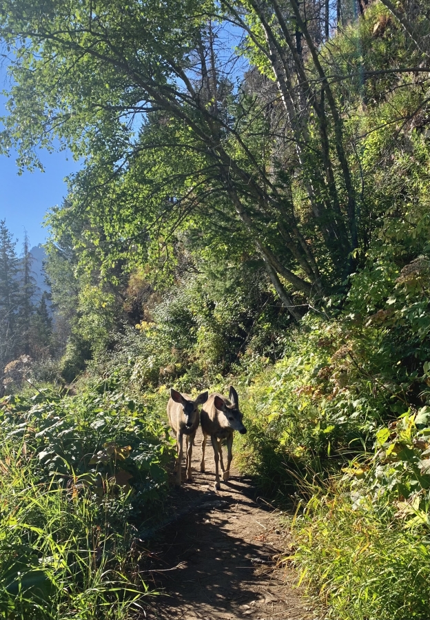 Bertha Lake trail - Waterton Lakes National Park