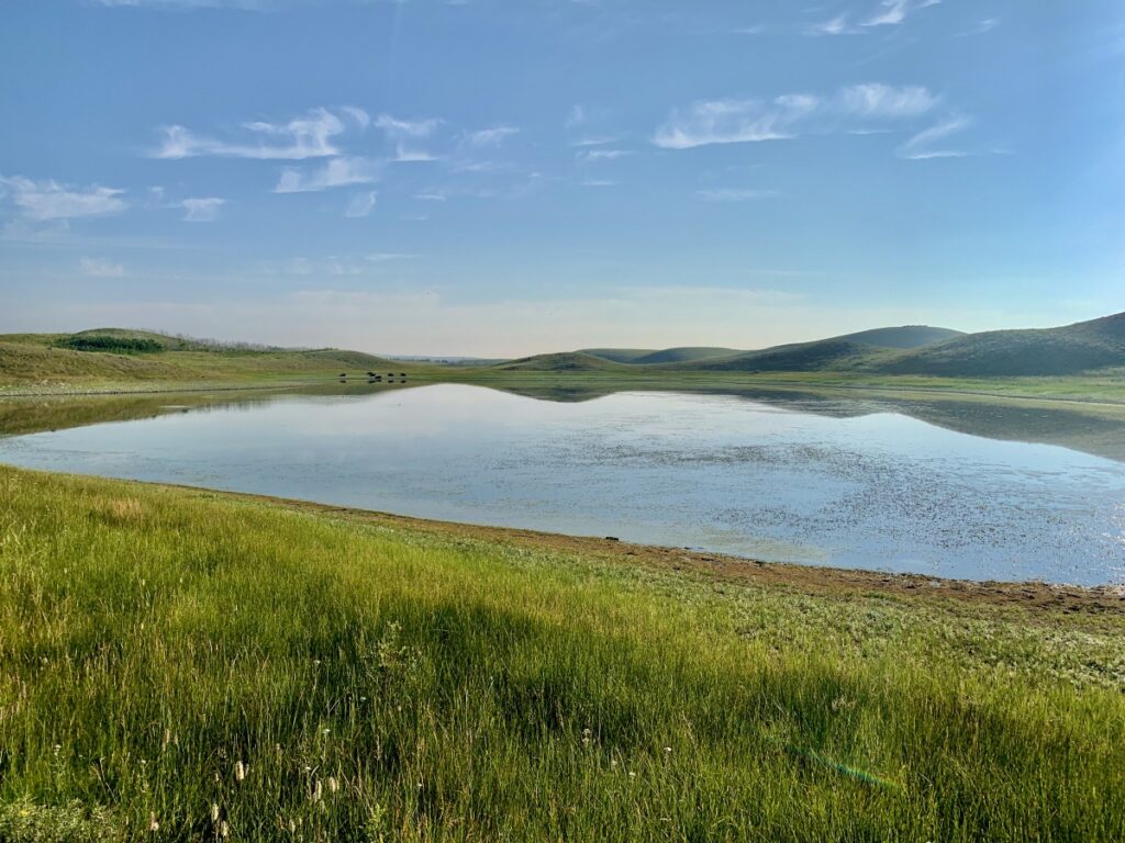 Fun things to do in Waterton - bison paddock loop