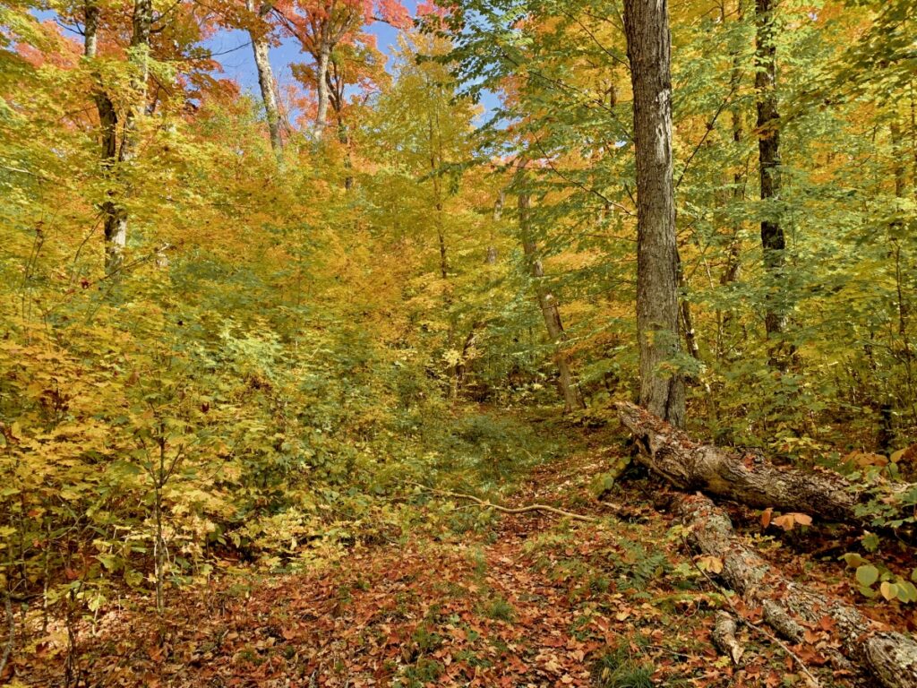 Fall colours on the Highland backpacking Trail in Algonquin