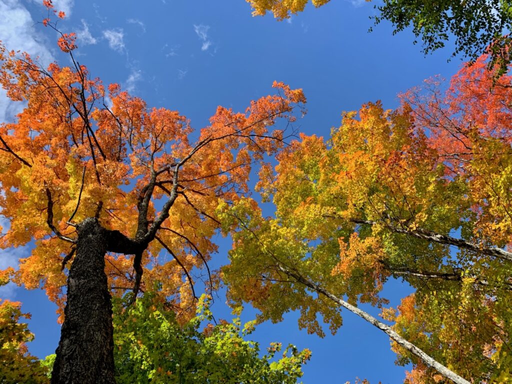 Fall colours on the Highland backpacking Trail in Algonquin