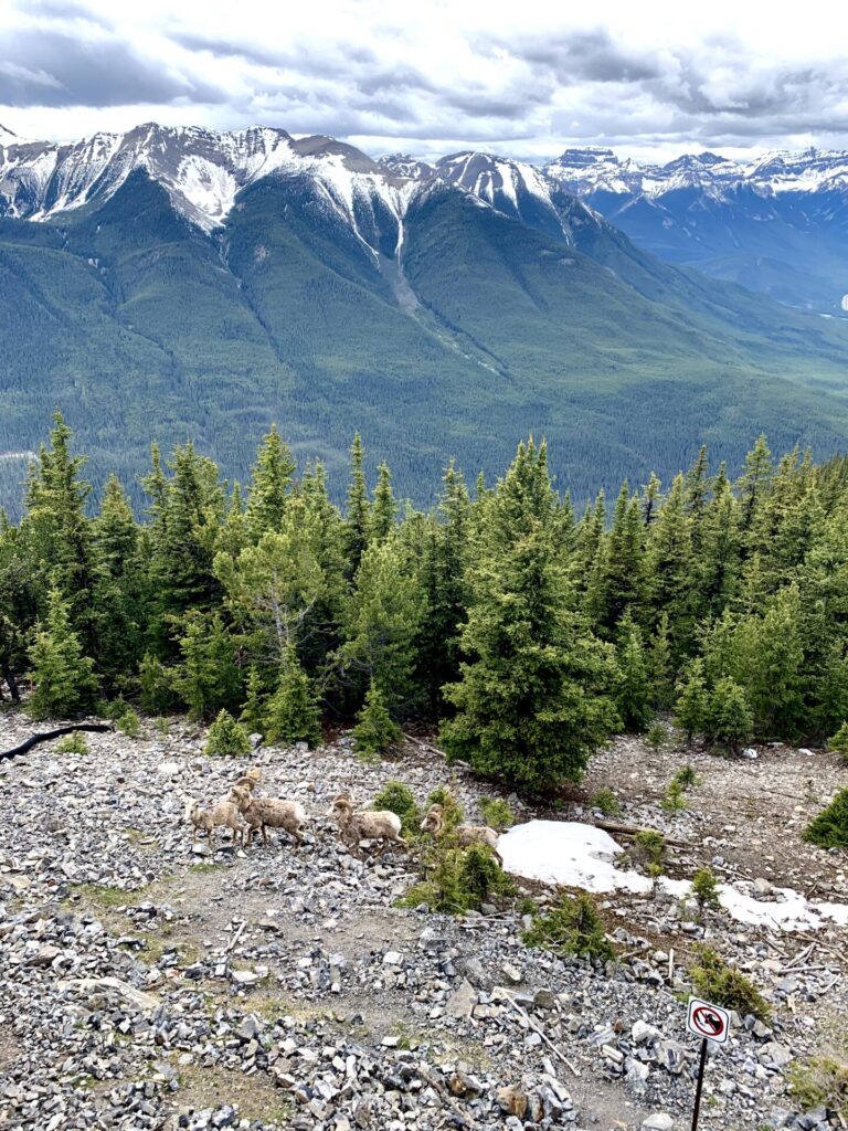 Big Horn Sheep at the Banff Gondola, Banff National Park 