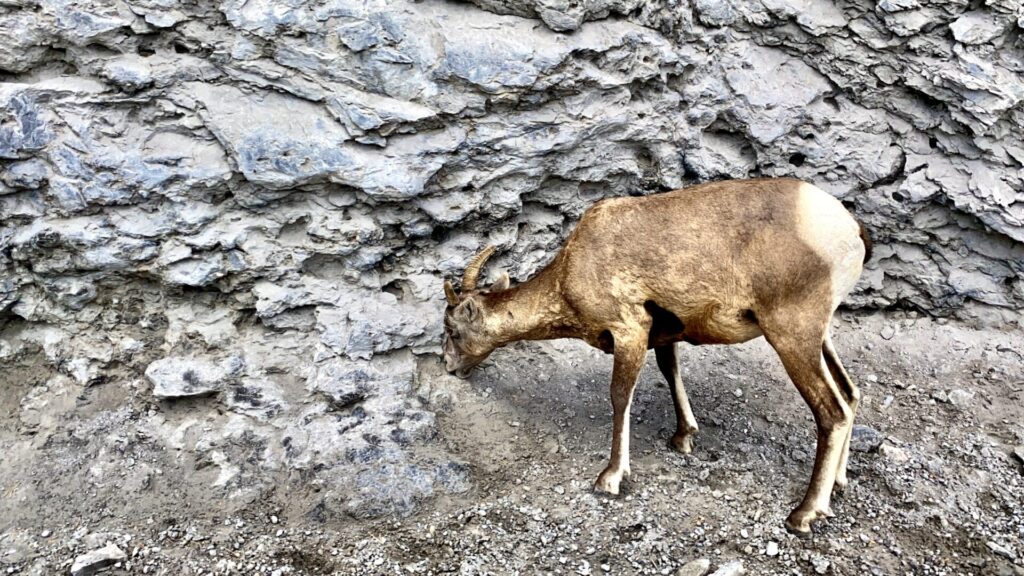Big Horn Sheep, Kananaskis Country