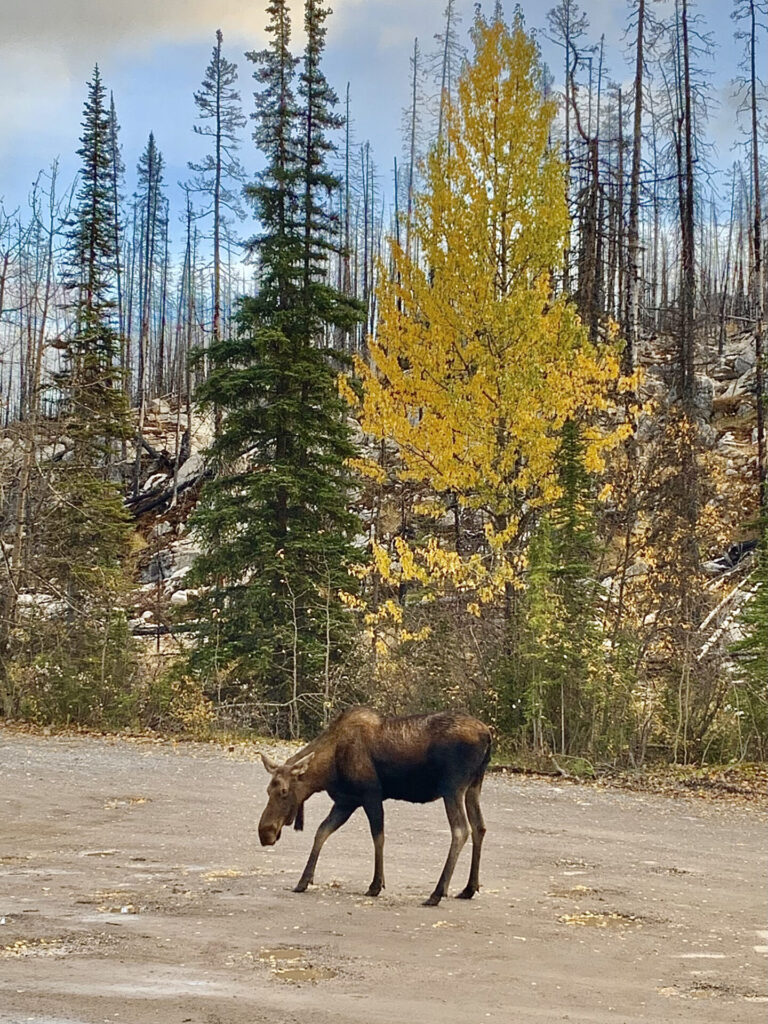 Moose on Maligne Lake Road, Jasper National Park