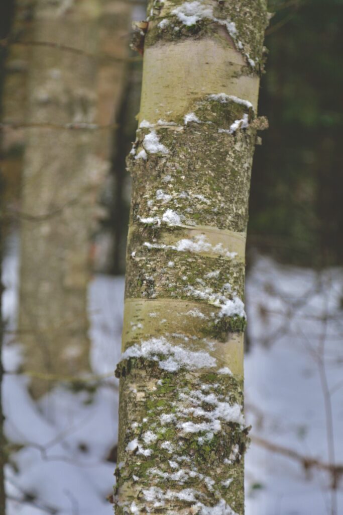 winter hike in Arrowhead Provincial Park