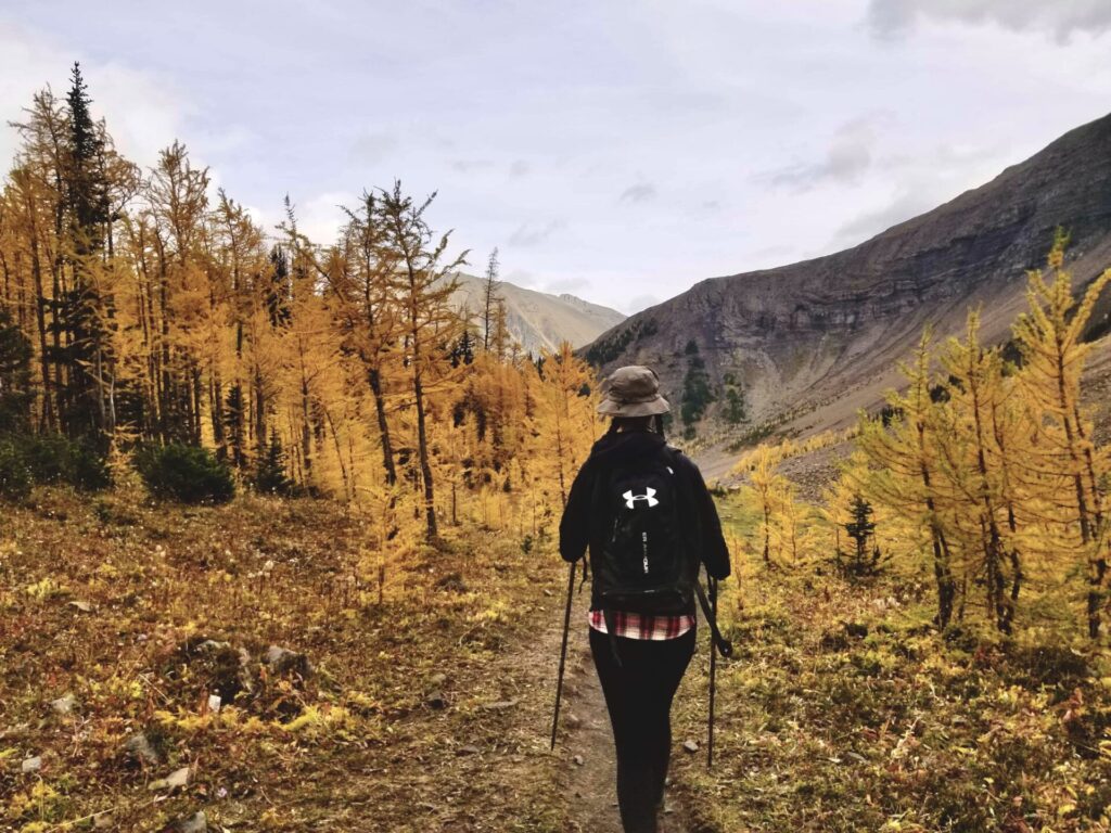 Larch trees in Kananaskis