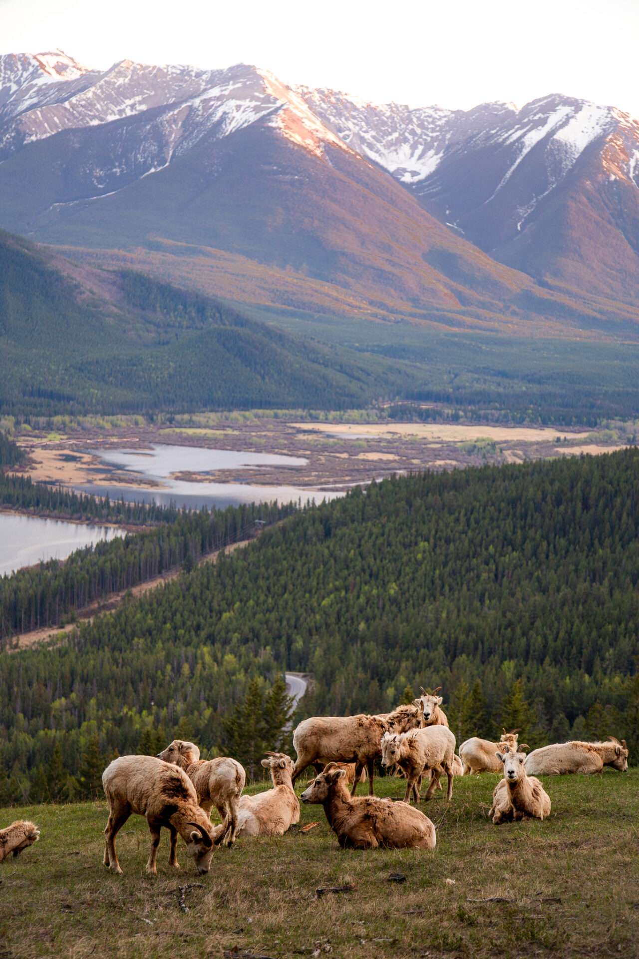 Where to find wildlife in Banff