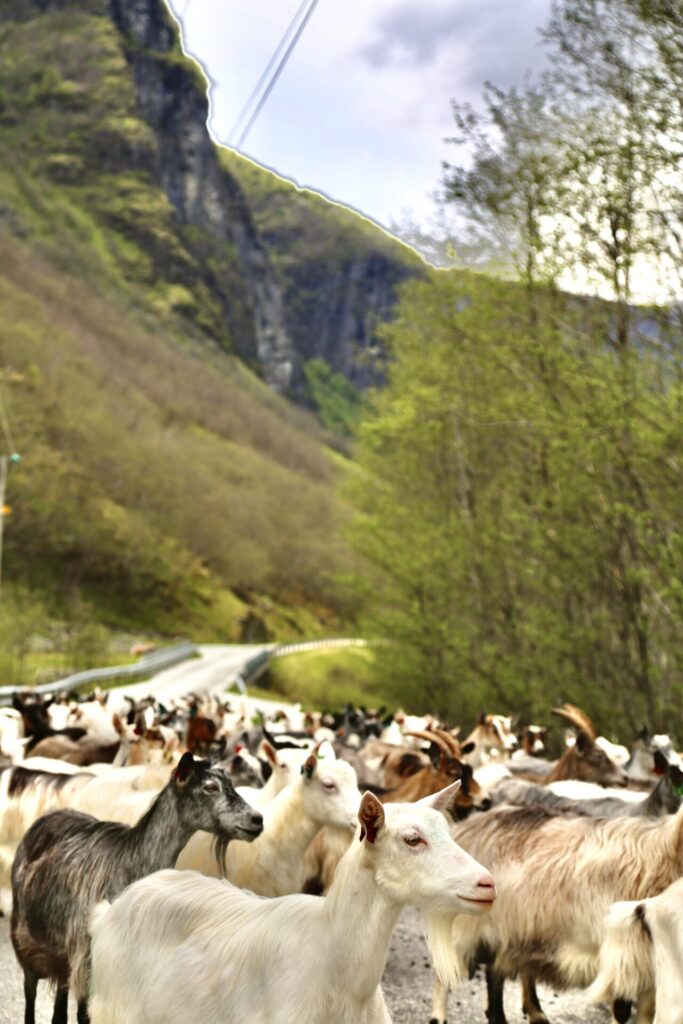 Goats on the road to Undredal