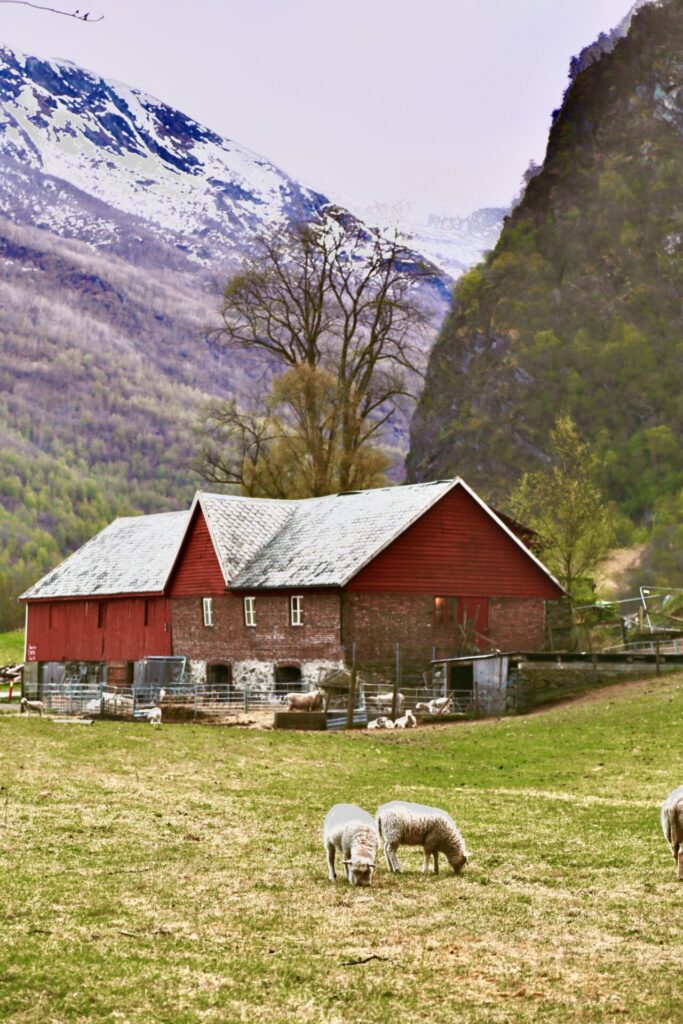 sheep in Flåm