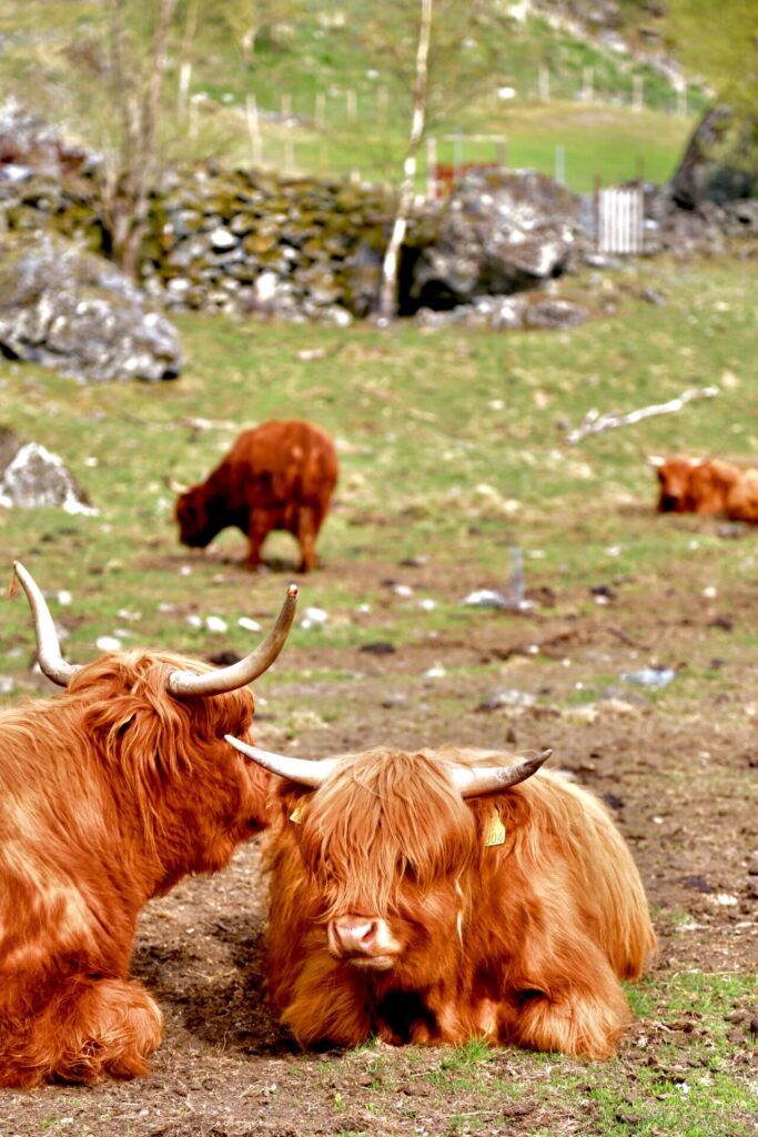 highland cows in Flåm