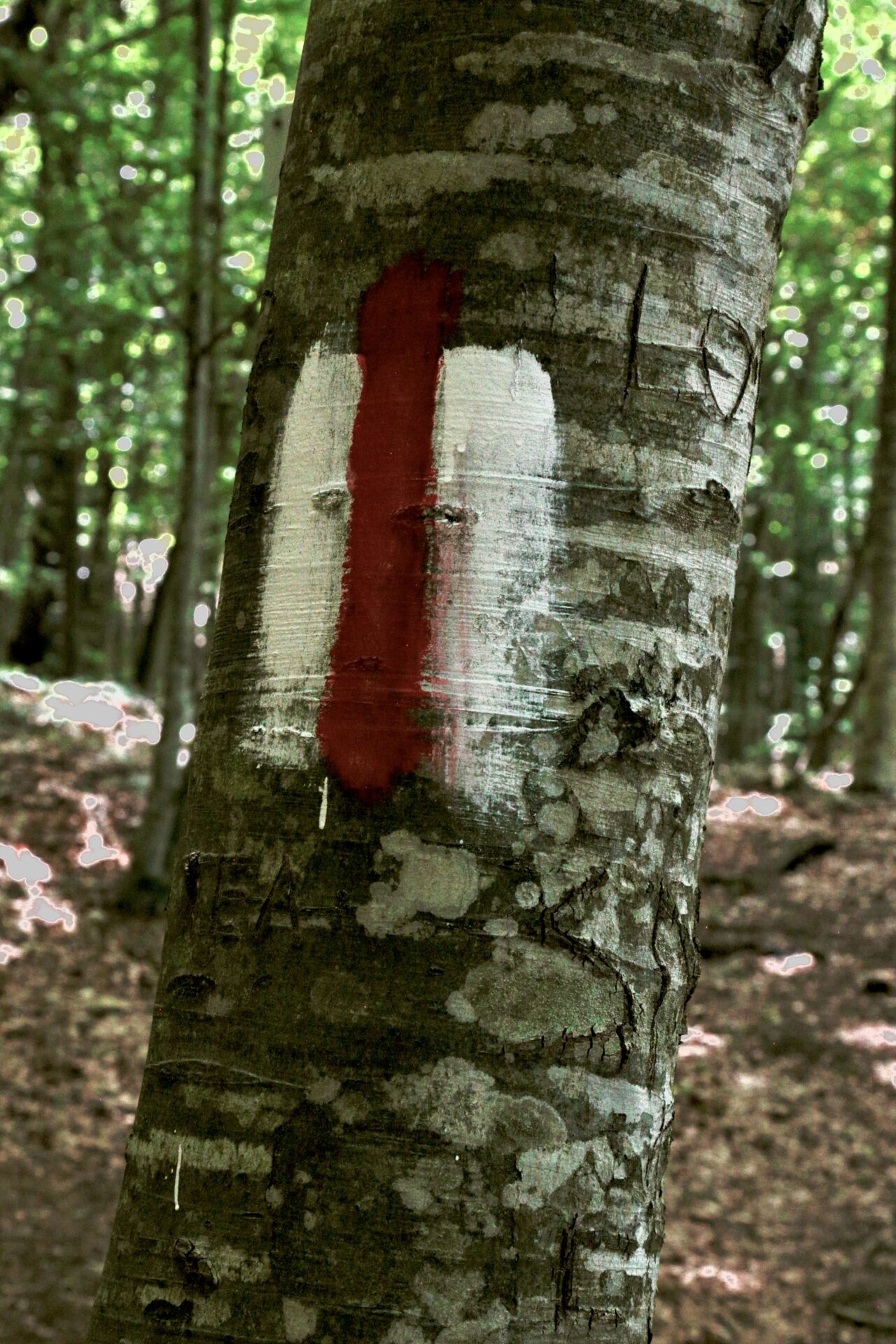 Maja e Tujanit trail markers 