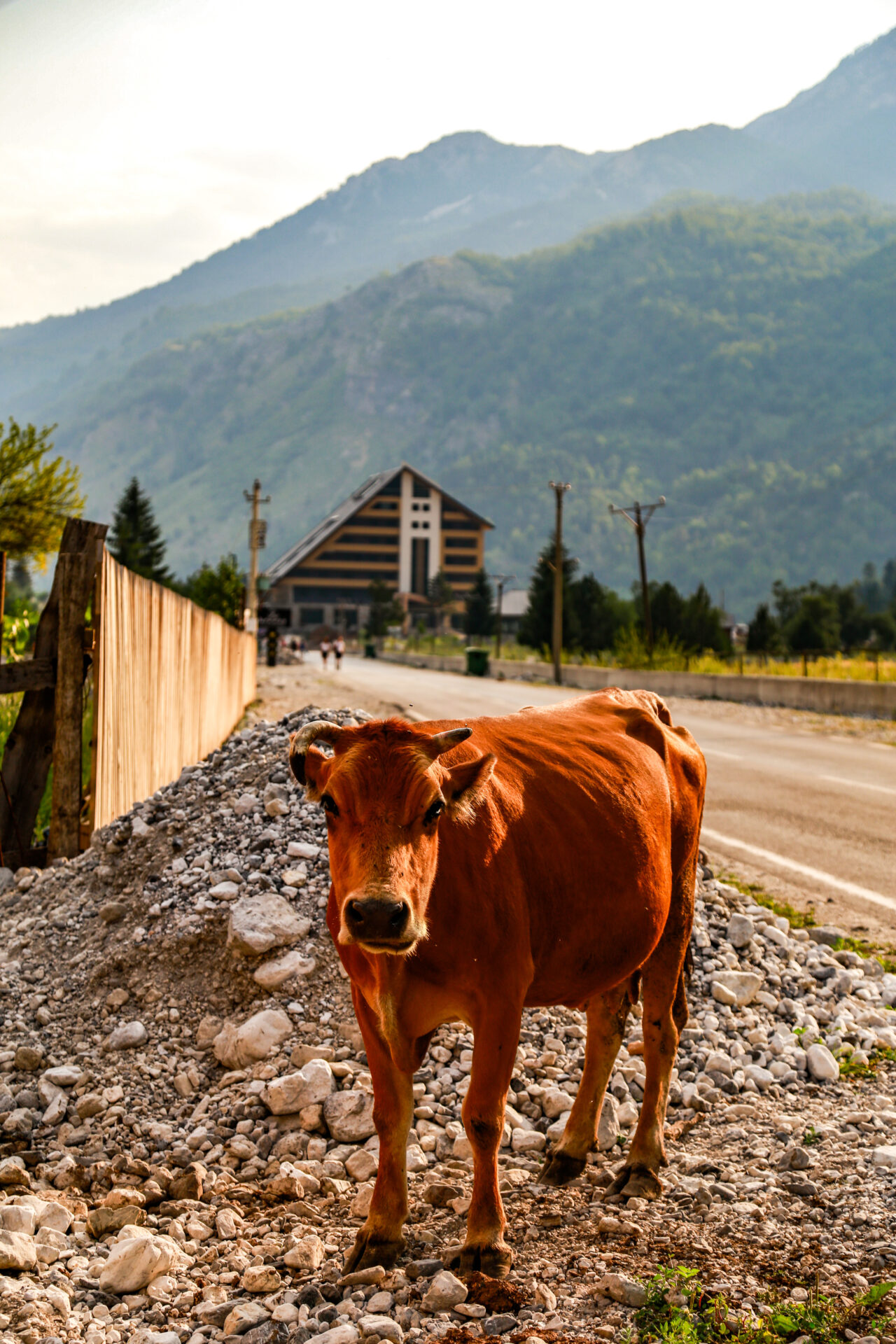 Cows in the Albanian Alps