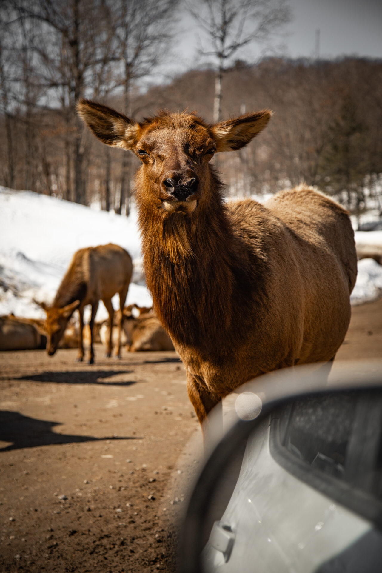 quebec - parc omega - elk