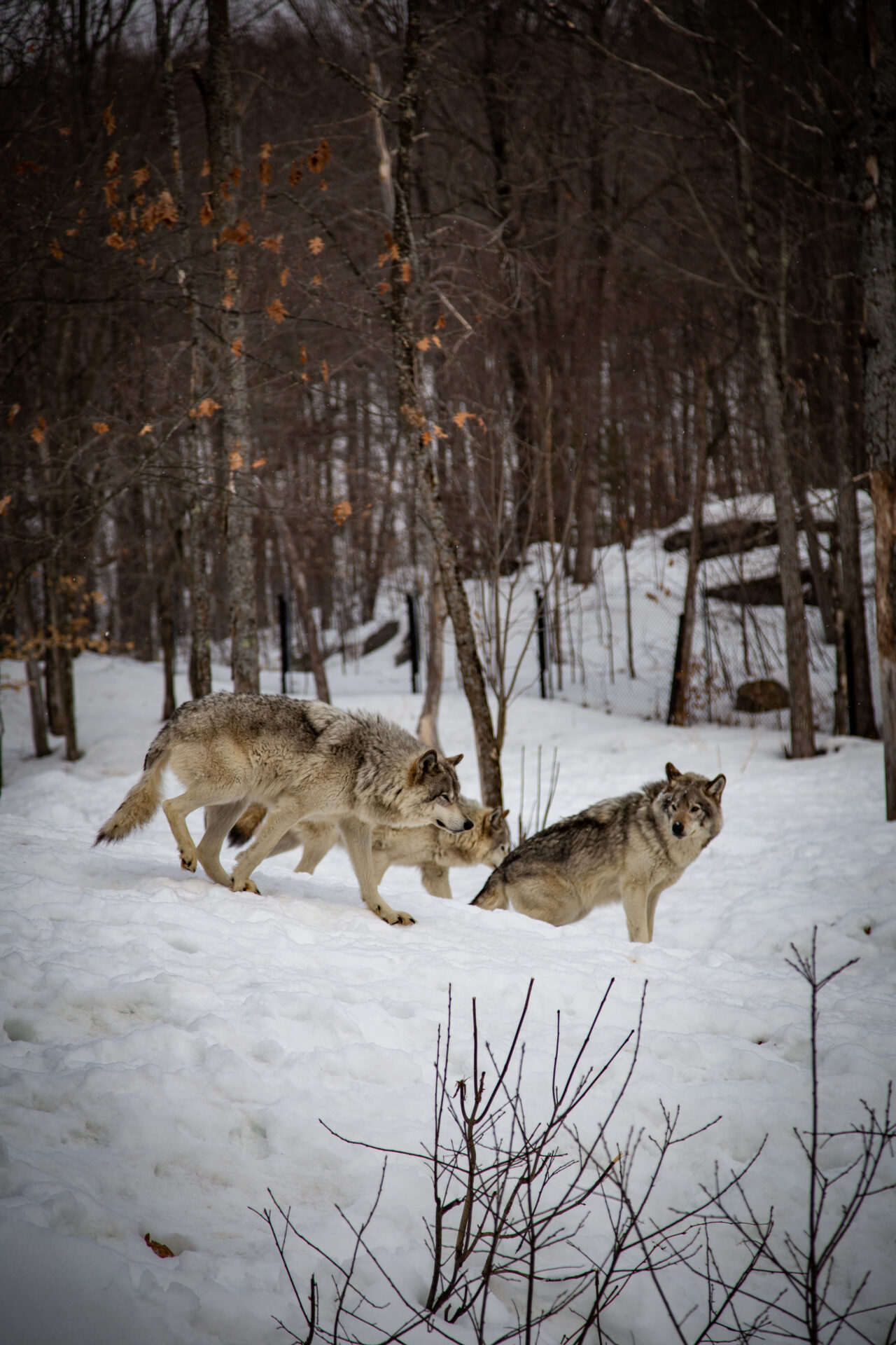 quebec - parc omega - wolf