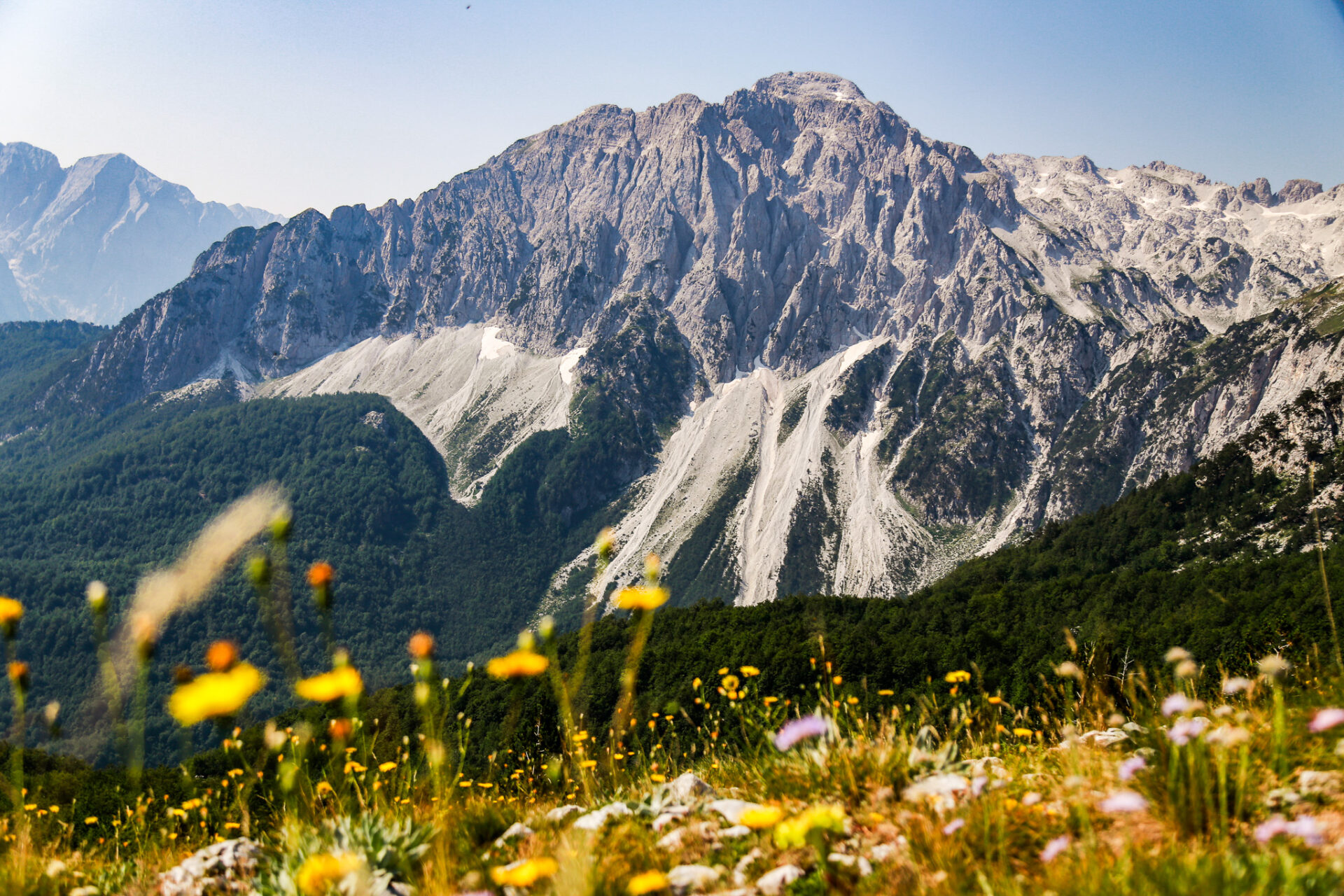 Albania wildflowers - hiking in Albania 