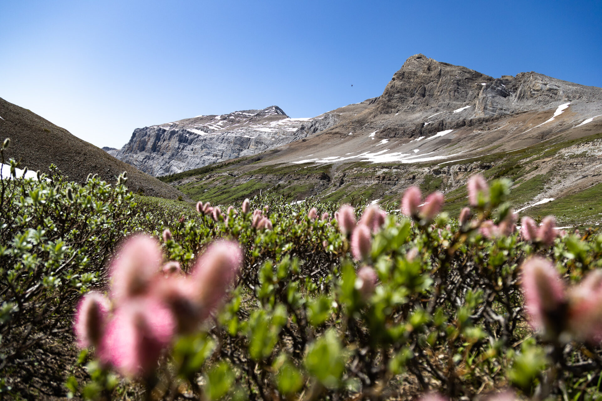 Aylmer Pass in July - Lake Minnewanka Backpacking Guide 