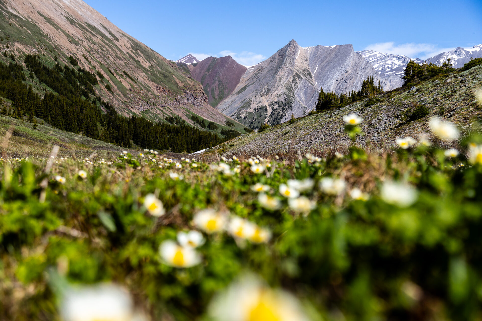 Aylmer Pass hike in July - Banff