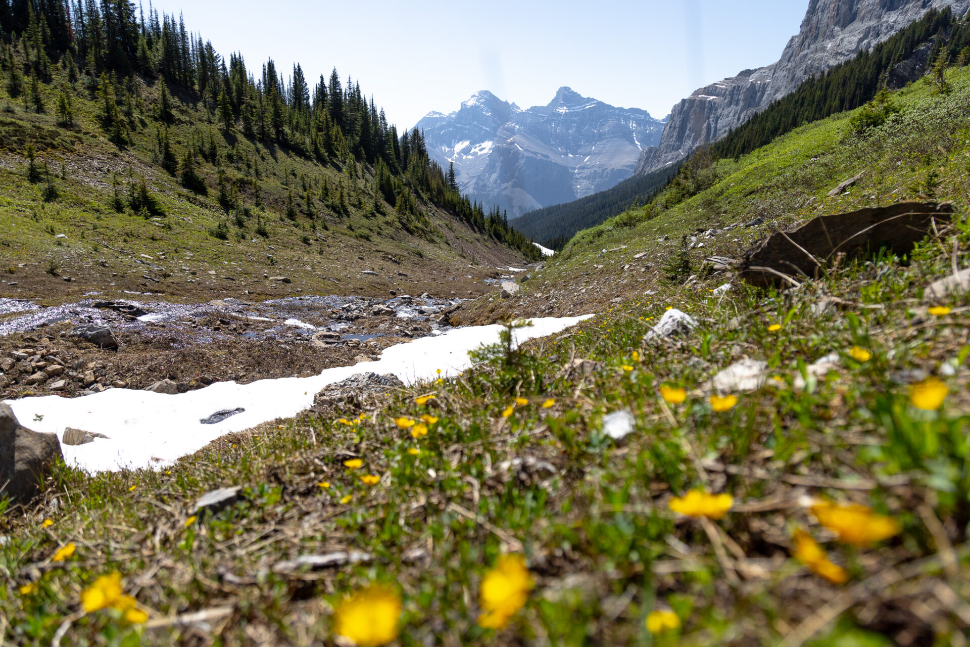 Aylmer Pass hike in Banff. July wildflowers 