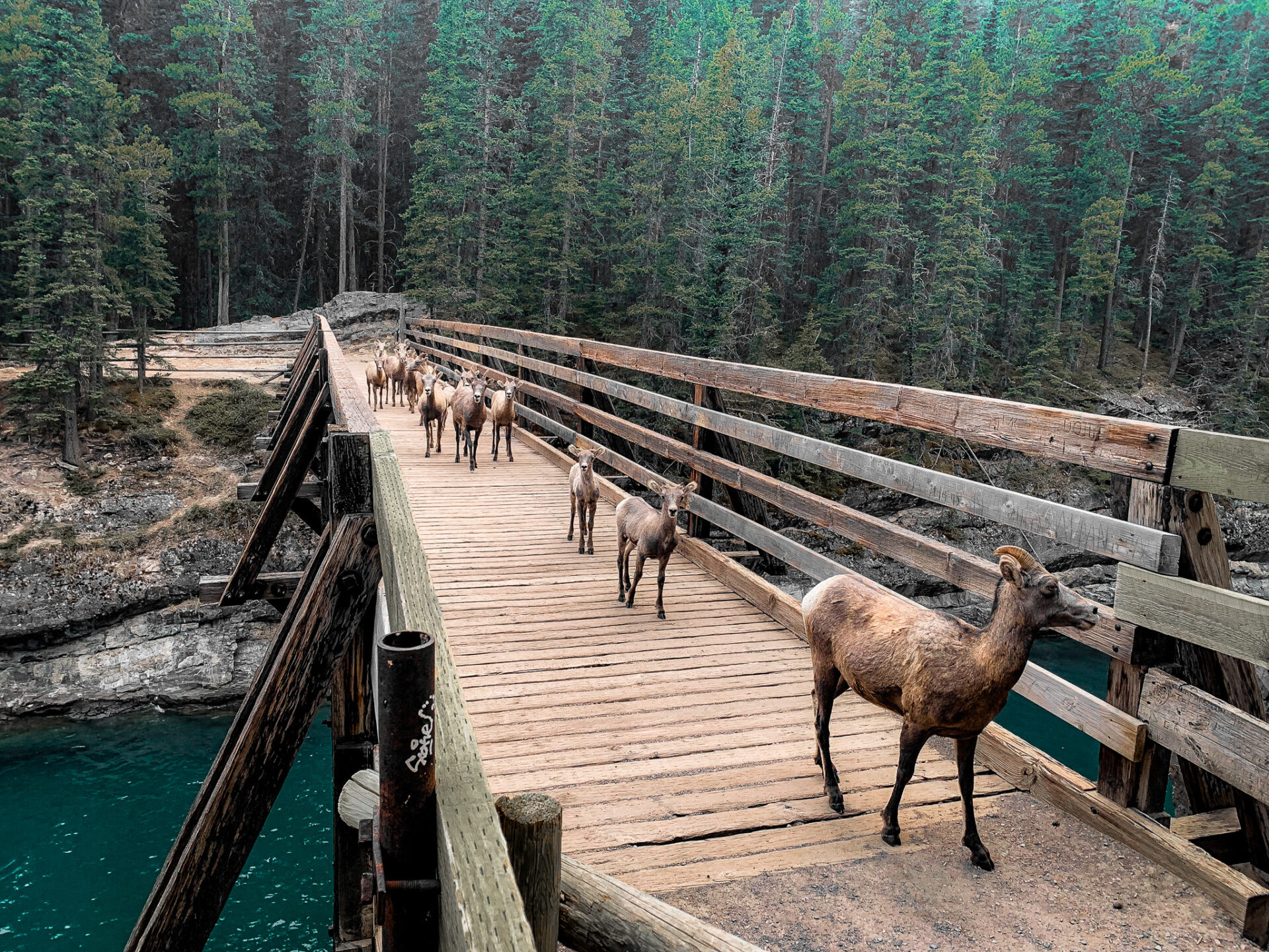 Bighorn Sheep on the Stewart Canyon Bridge, Lake Minnewanka