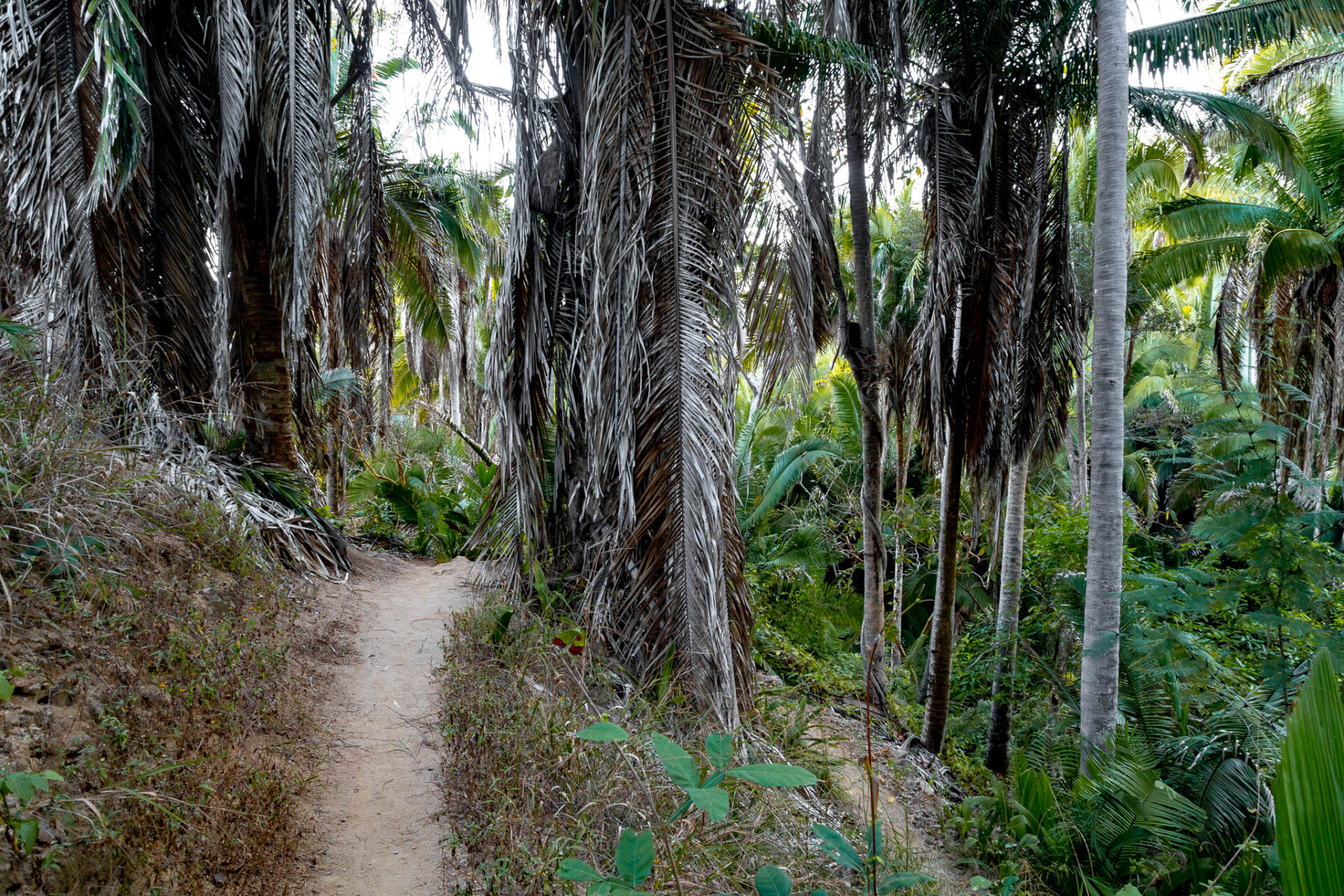 Sayulita to San Pancho hike - jungle trail 