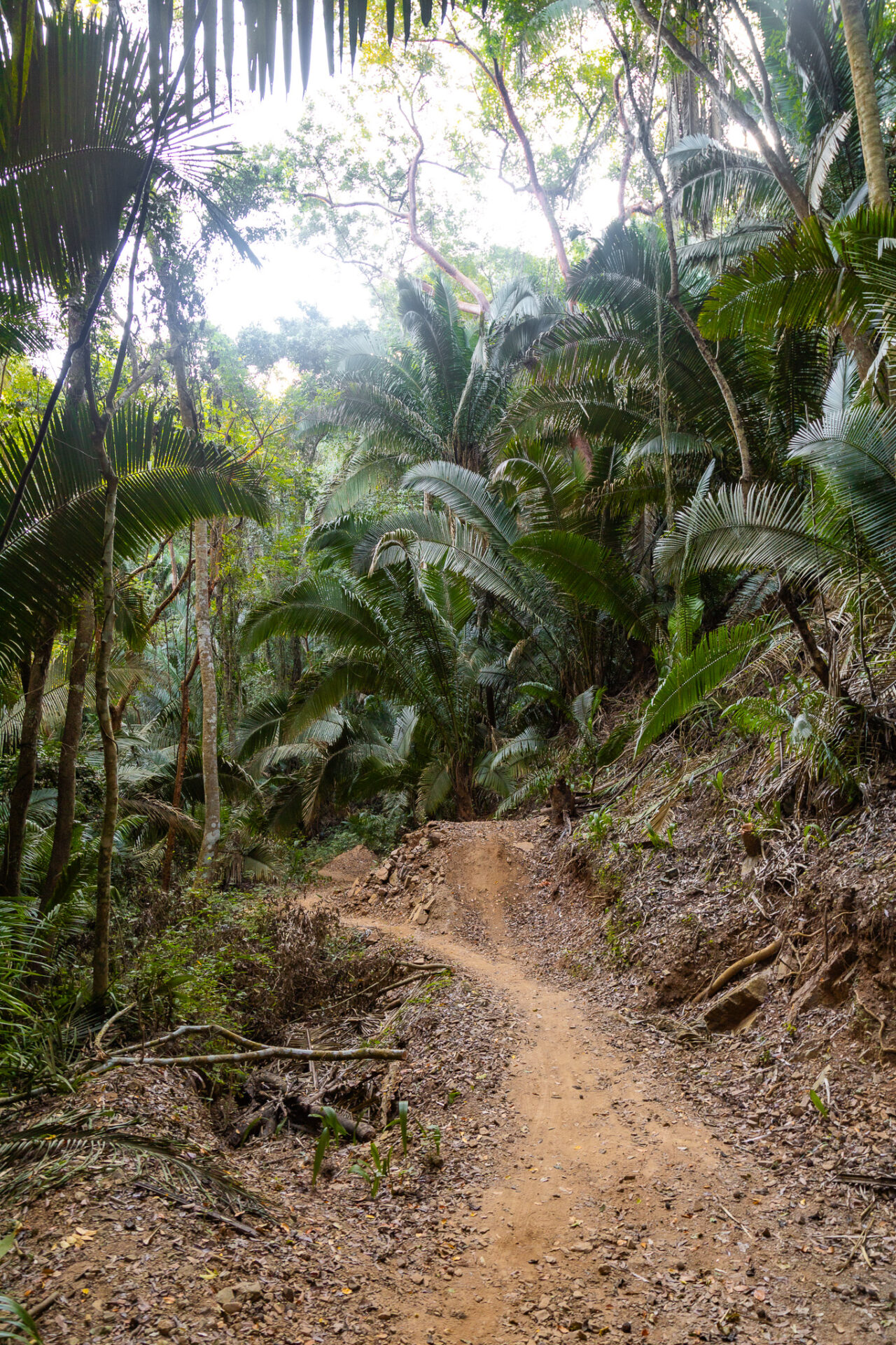 Sayulita-San Pancho Hike - jungle trail