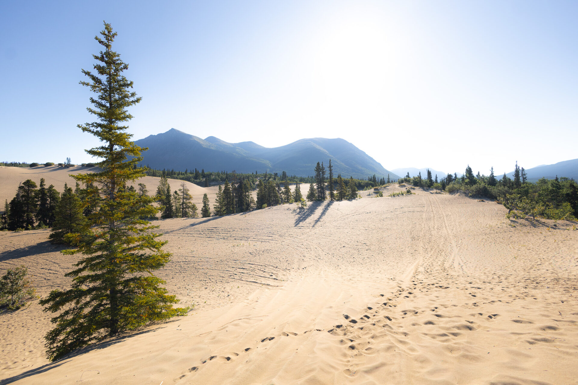 Carcross Desert - world's smallest desert - sand boarding the Carcross Desert 